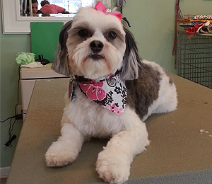 freshly groomed dog with a bandana and bow