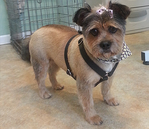 small dog with bandanna and bow