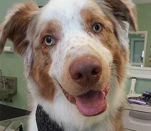 happy brown and white dog